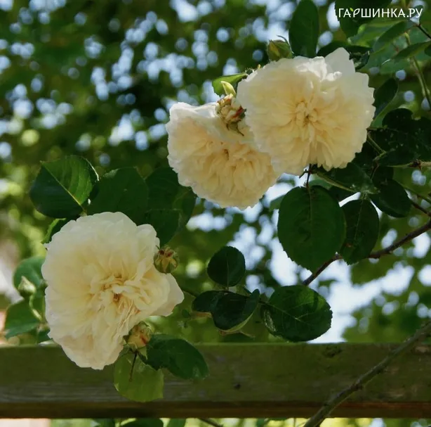 Роза Сомбрей, Гийо (лиц)