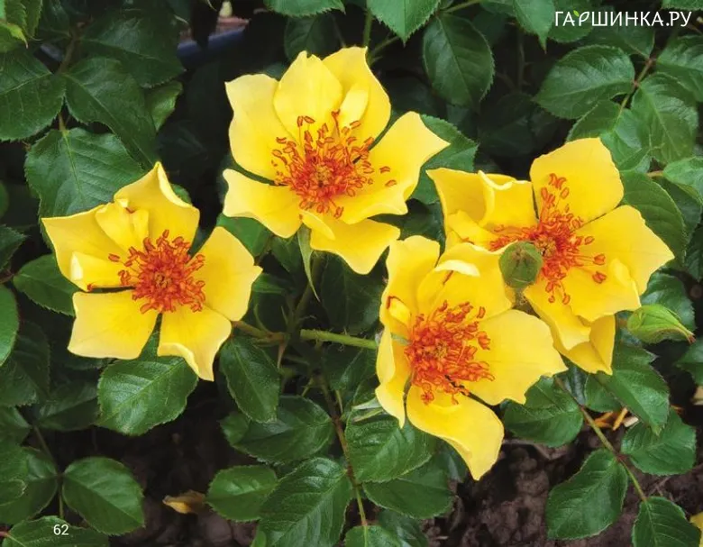 Роза Дукат Мелла, Фено Гено (лиц)