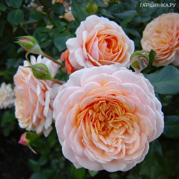 Роза Элизабет Стюарт, Гийо (лиц)