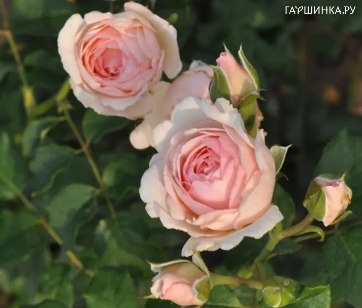 Роза Эмилия Фрайла, Фено Гено (лиц)