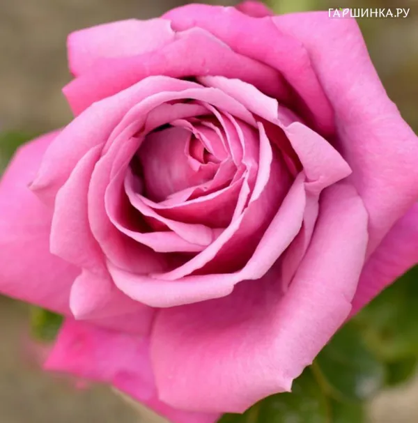 Роза Эминенс чайно-гибридная Imperial Rose
