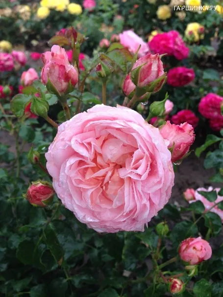 Роза Фром Фар Эвей, Roses 4 Ever (лиц)