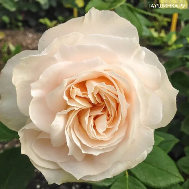 Роза Фру Норби, Roses 4 Ever (лиц)