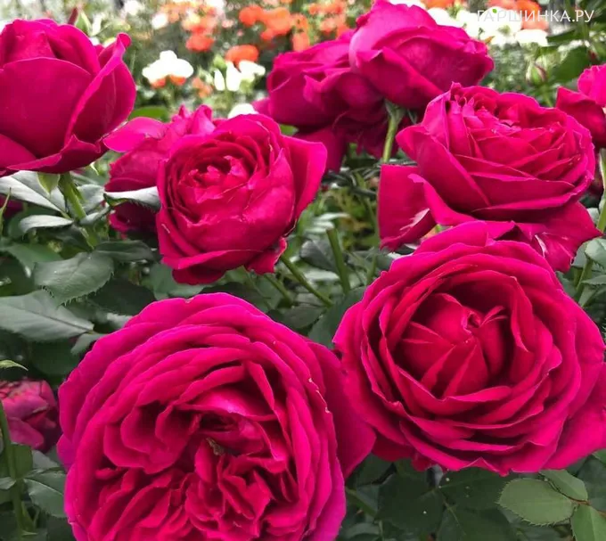 Роза Фюр Элизе флорибунда, Топалович (лиц)