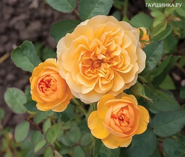 Роза Исидора Фрайла, Фено Гено (лиц)