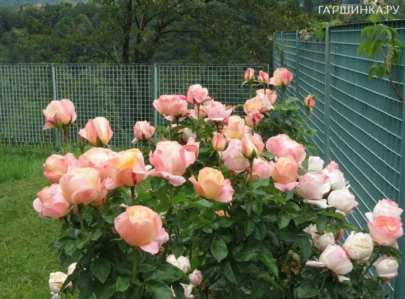 Роза Изабель Отисье, НИРП (лиц)