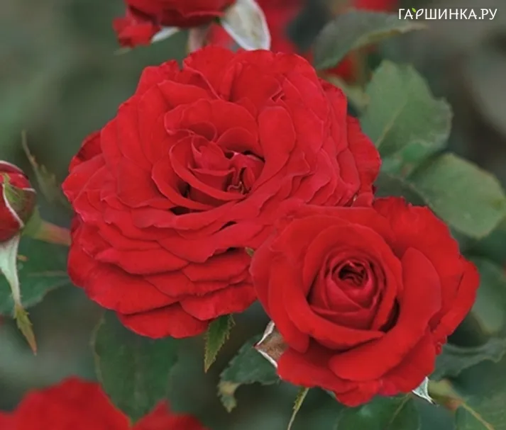 Роза Кармин Ваза, Фено Гено (лиц)