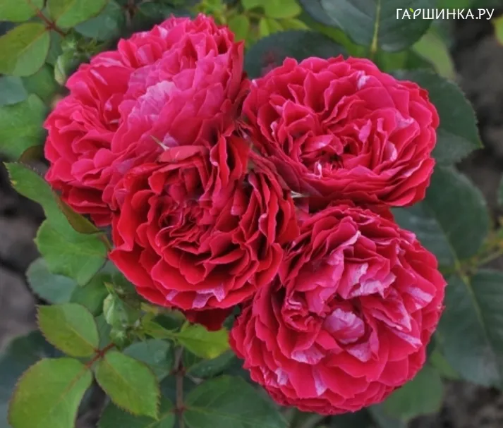 Роза Константина Фреска, Фено Гено (лиц)