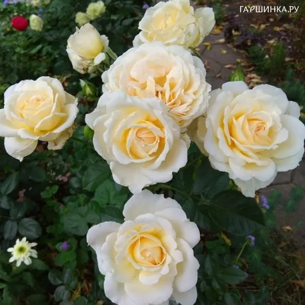 Роза Крем Абанданс, Харкнесс (лиц)