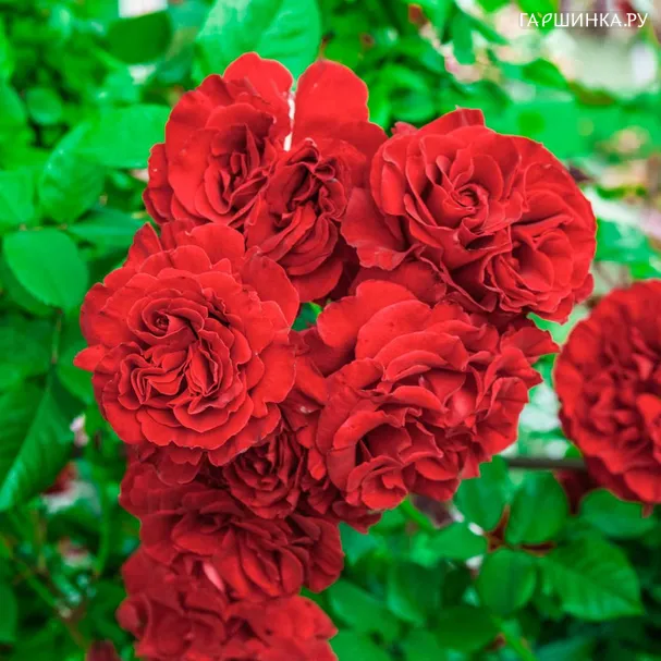 Роза Леди ин Ред, Roses 4 Ever (лиц)