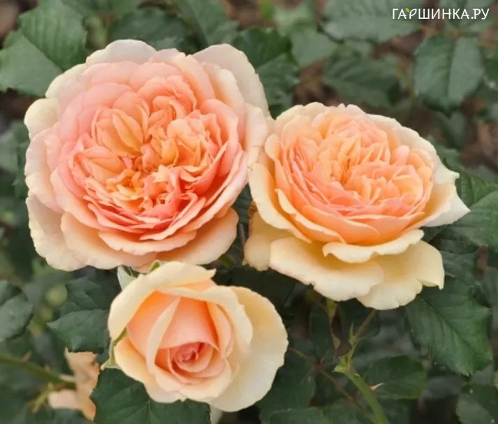 Роза Ленка Фрайла, Фено Гено (лиц)