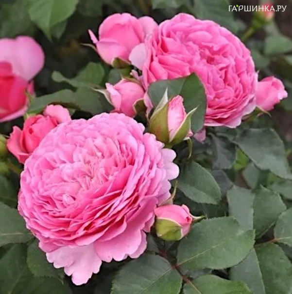 Роза Милева Фрайла, Фено Гено (лиц)