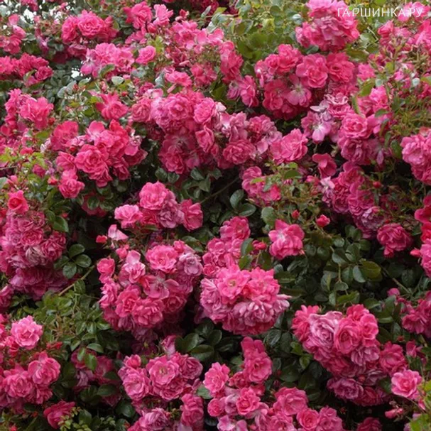 Роза Пальменгартен Франкфурт почвопокровная, Кордес (лиц)