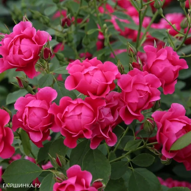 Роза Пинк Форест Роуз флорибунда, Топалович (лиц)