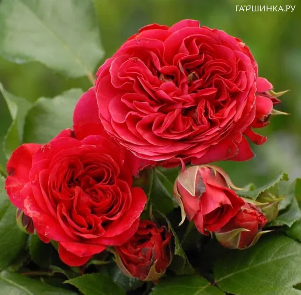 Роза Ред Леонардо да Винчи флорибунда, Top Roses