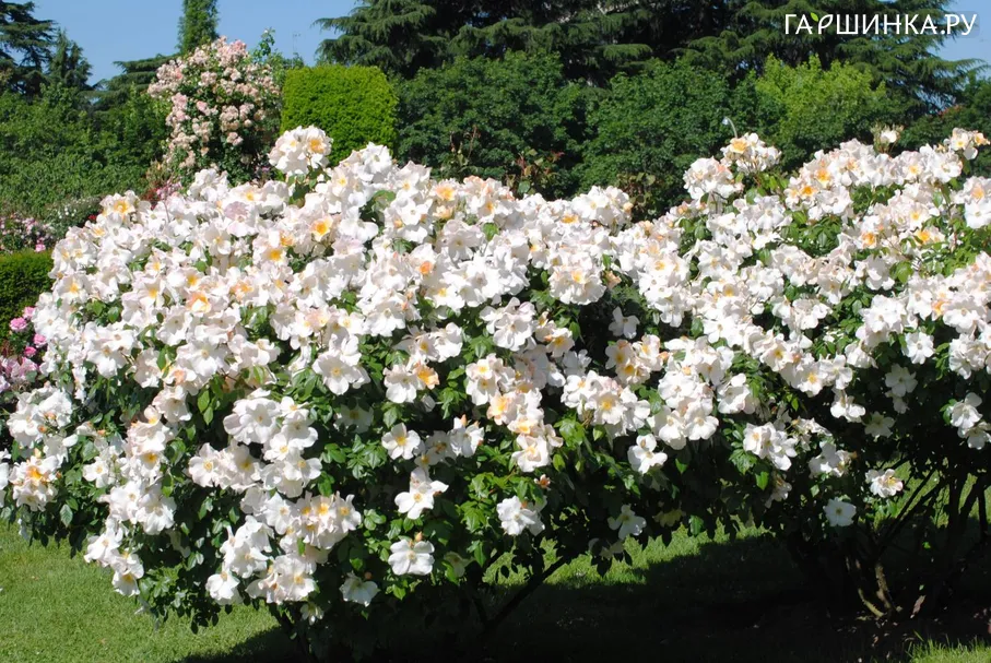 Роза Салли Холмс, Гийо (лиц)