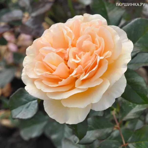 Роза Жорди Рока, Фено Гено (лиц)