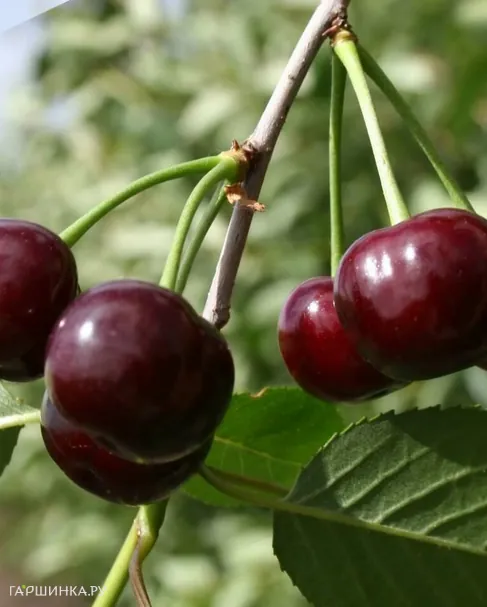 Вишня Ровесница