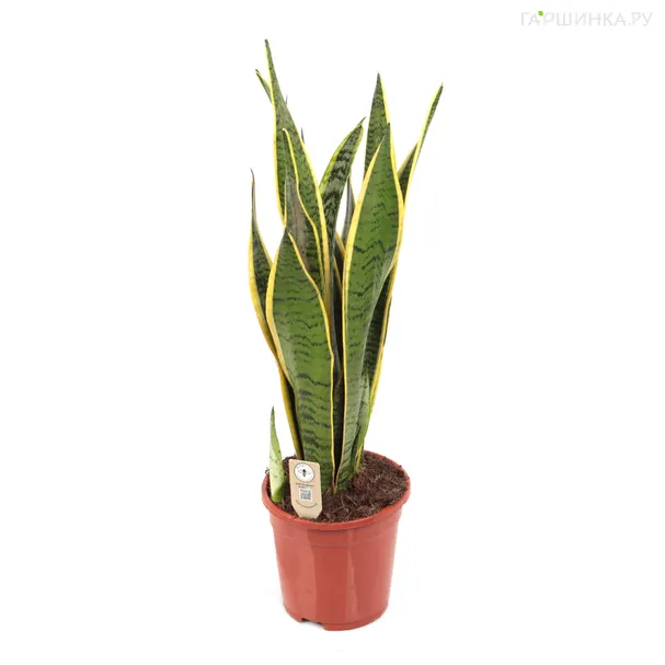 Сансевиерия Лауренти