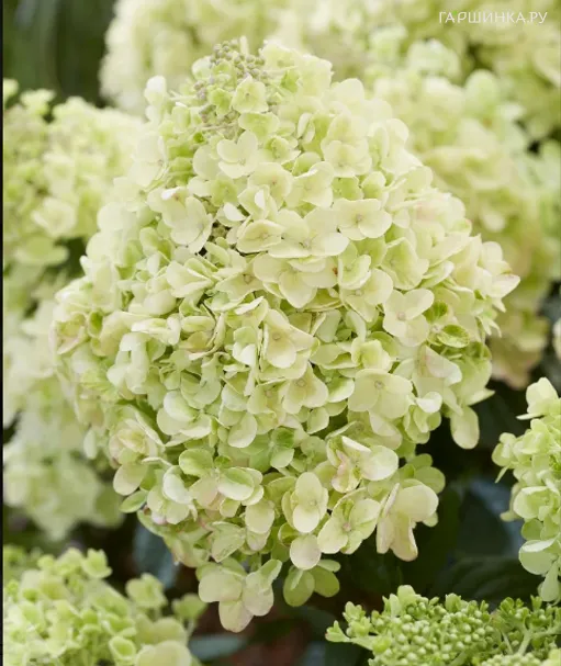 Гортензия Би Хеппи (Пчела счастлива) метельчатая