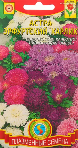 Астра Эрфуртский карлик 0,3гр ЦП