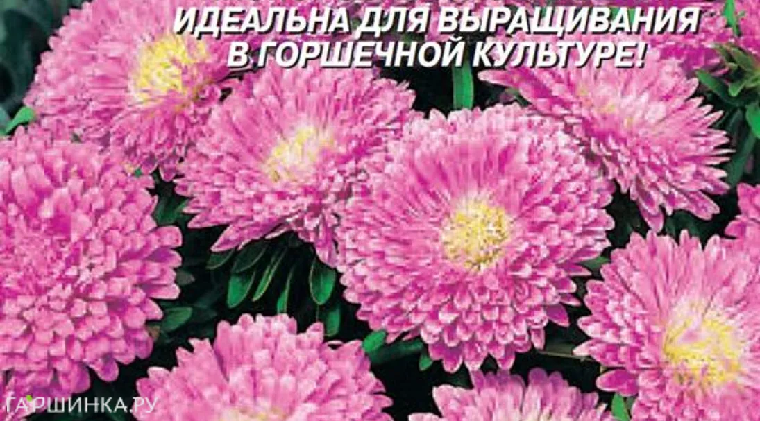 Астра Тысяча чудес ярко-розовая 0,2гр ЦП