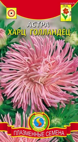 Астра Харц Голландец 0,3гр ЦП