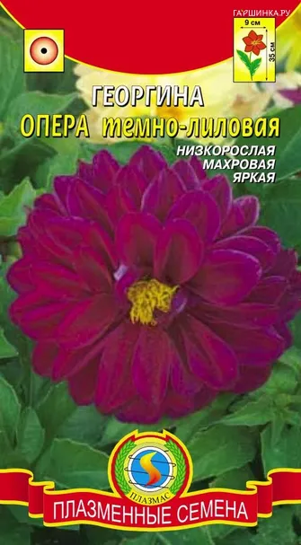 Георгина Опера Тёмно-лиловый ц.п. 10 шт