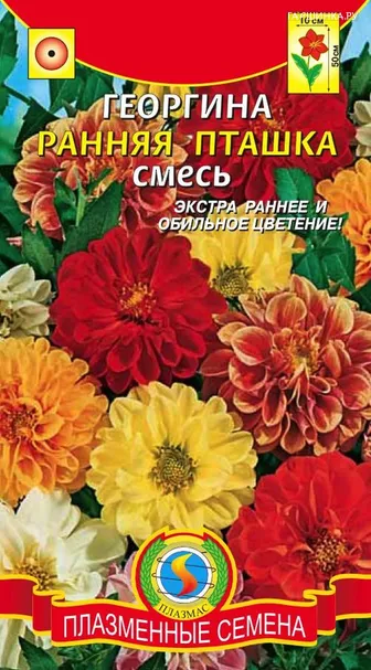 Георгина Ранняя пташка ц.п. 12 шт