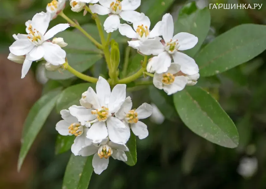 Шуазия тройчатая Мэджикал Аваланш
