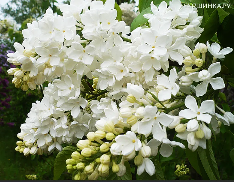 Сирень Агидель