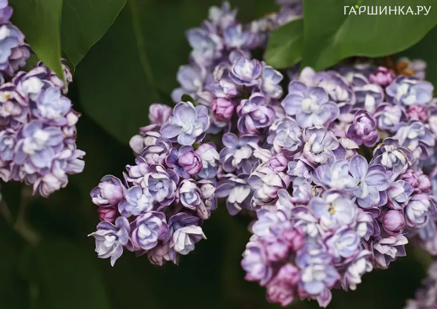 Сирень Московский Университет