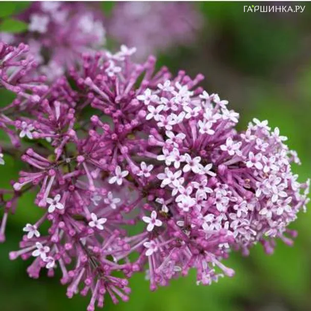 Сирень Мейера Флауэрфест Пурпл