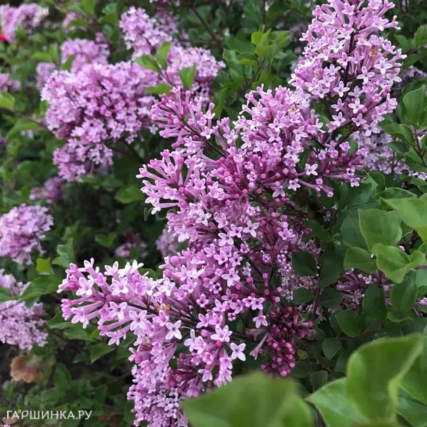 Сирень Мейера Палибин