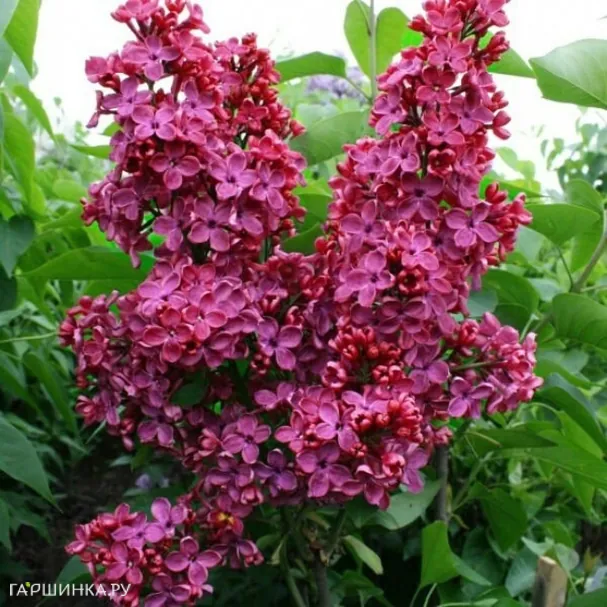 Сирень Красная Москва