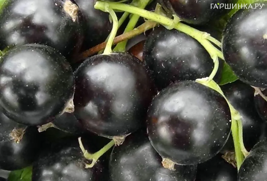 Смородина Глобус черная (крупная ягода)