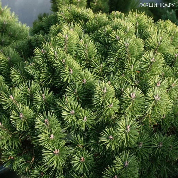 Сосна горная Литомисл
