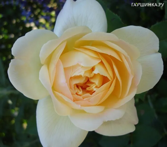 Роза Со Мач ин Лав, Roses 4 Ever (лиц)