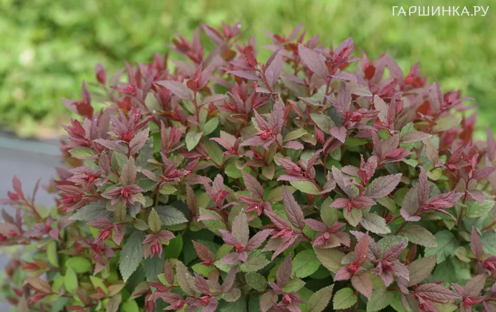 Спирея японская Мерло Грин