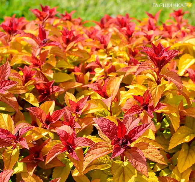 Спирея японская Мерло Стар