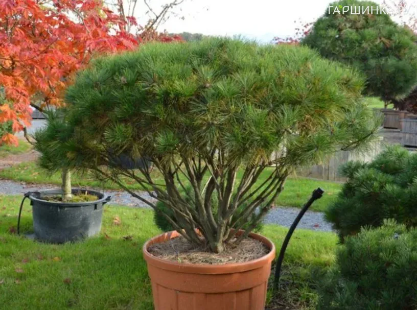 Сосна густоцветковая Тамойошо Компакта