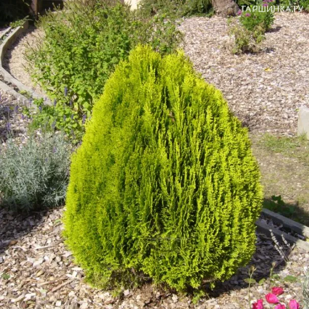 Туя восточная Ауреа Нана
