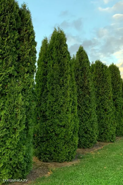 Туя западная Колумна