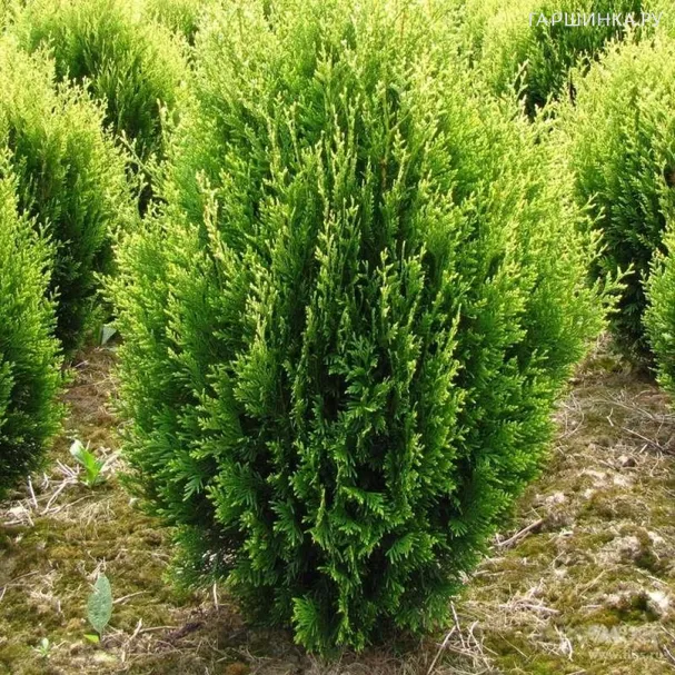 Туя западная Корник