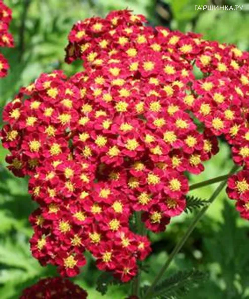 Тысячелистник millefolium Strawb. Seduction