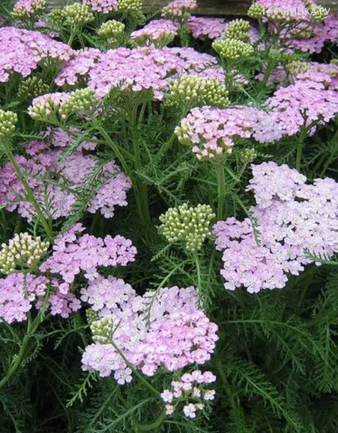 Тысячелистник Millefolium Wonderfull Wampee