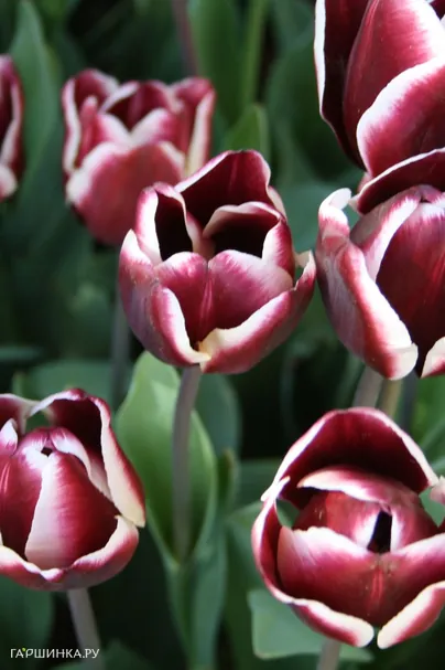 Тюльпан Александр Пушкин Триумф 5шт