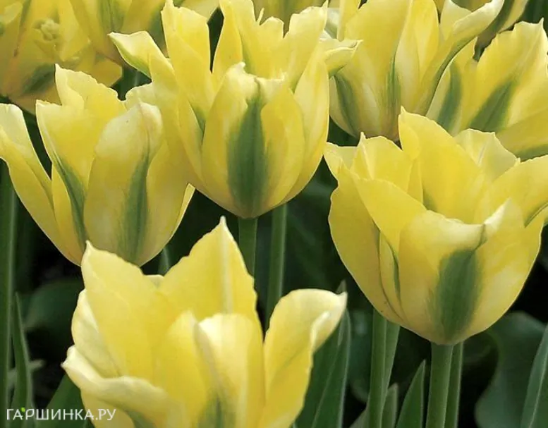 Тюльпан Елоу Сприн Грин зеленоцветный 4шт