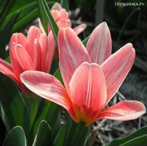 Тюльпан Фэшн 5шт