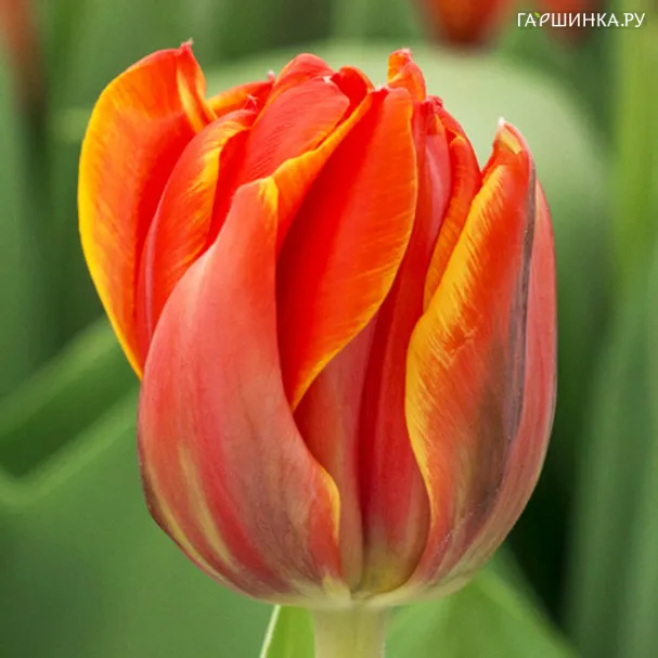Тюльпан Queensday махровый 5шт/уп